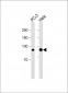 CD44 Antibody (C-term) [Knockout Validated]